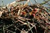 Photos Oiseaux, images gratuites et libres