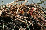 Bbs poules d'eau - Photo libre