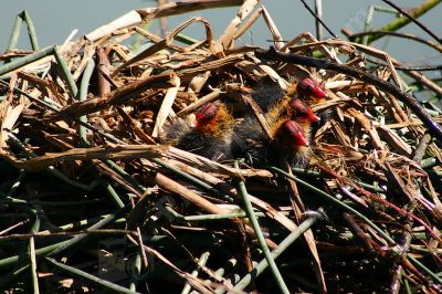 Bébés poules d'eau - Photo libre de droit - PABvision.com