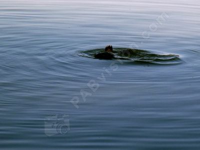 Des remous dans l'eau - Photo libre de droit - PABvision.com