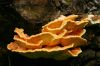Le champignon d'arbre