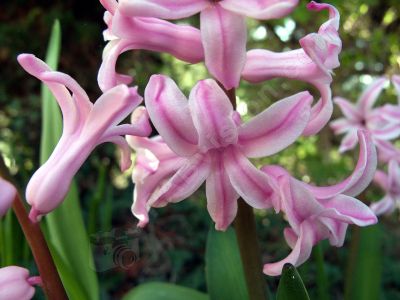 La jacinthe rose - Photo libre de droit - PABvision.com