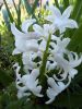 Photo libre - La jacinthe blanche