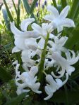La jacinthe blanche