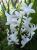 La jacinthe blanche - Photos