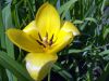 La tulipe