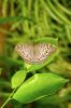 Papillon sur une feuille