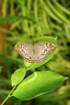 Papillon sur une feuille