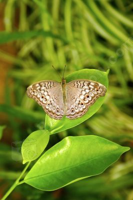 Papillon sur une feuille - Photo libre de droit - PABvision.com