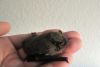 La Chauve souris