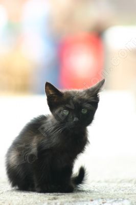 Portrait d'un chaton - Photo libre de droit - PABvision.com