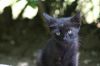 Portrait d'un chaton