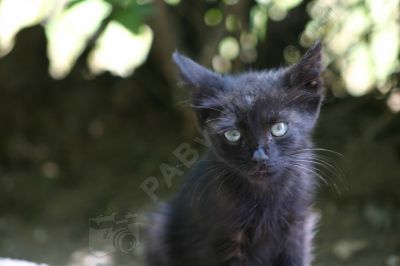 Portrait d'un chaton - Photo libre de droit - PABvision.com