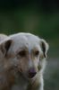 Portrait de chien