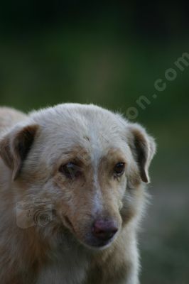 Portrait de chien - Photo libre de droit - PABvision.com