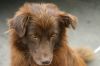Photo libre - Portrait de chien
