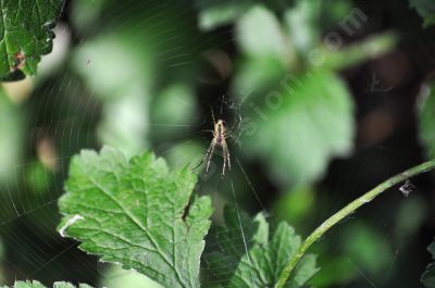 L'arraigne et sa toile - Photo libre de droit - PABvision.com