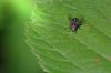 Mouche sur une feuille