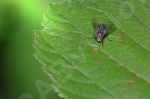 Mouche sur une feuille