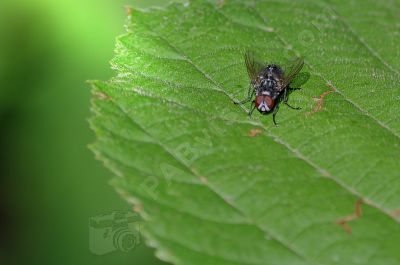 Mouche sur une feuille - Photo libre de droit - PABvision.com