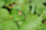 Photos Insectes, images gratuites et libres