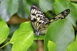 Papillon sur une feuille