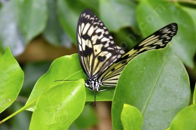 Papillon sur une feuille - Photo libre de droit - PABvision.com