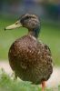 Canard colvert femelle