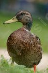 Canard colvert femelle