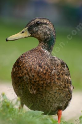 Canard colvert femelle - Photo libre de droit - PABvision.com