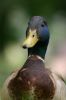 Canard colvert m�le