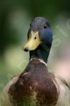 Canard colvert mle