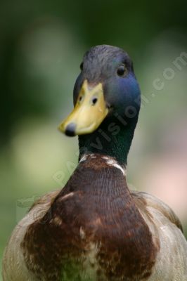 Canard colvert mâle - Photo libre de droit - PABvision.com