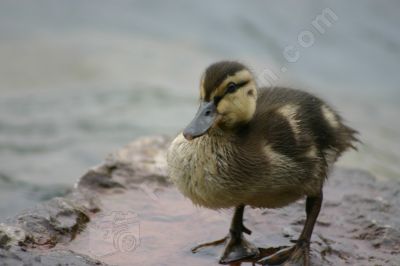 Caneton colvert - Photo libre de droit - PABvision.com