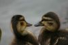 Canetons colvert