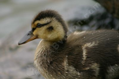 Caneton colvert - Photo libre de droit - PABvision.com