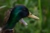 Canard colvert