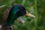 Canard colvert