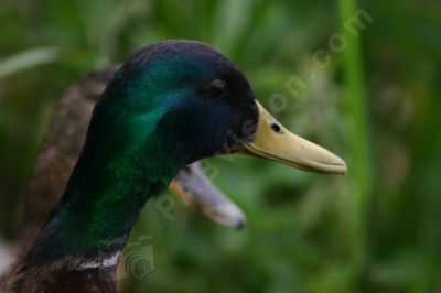 Canard colvert - Photo libre de droit - PABvision.com