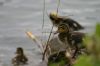 Canetons colvert