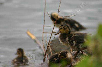 Canetons colvert - Photo libre de droit - PABvision.com