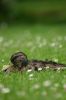 Canard colvert femelle sur l'herbe