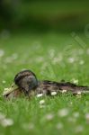Canard colvert femelle sur l'herbe