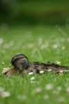 Canard colvert femelle sur l'herbe - Photo libre