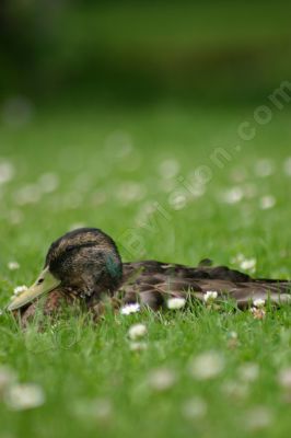 Canard colvert femelle sur l'herbe - Photo libre de droit - PABvision.com