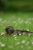 Canard colvert femelle sur l'herbe - Photos