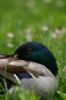 Canard colvert m�le
