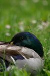 Canard colvert mle