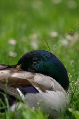 Canard colvert mâle - Photo libre de droit - PABvision.com
