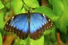 Papillon sur une feuille